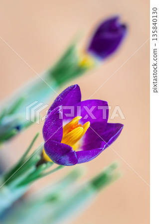 Vibrant purple saffron crocus flower. Close-up of vibrant purple crocus with bright yellow stamens blooming in early spring. Flower blossom springtime. Concept of spring awakening, floral purity 135840130