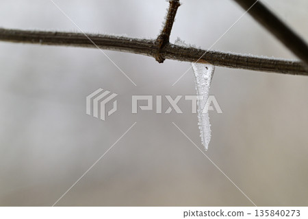 A branch with a small icicle hanging from it A branch with a small icicle hanging from it 135840273
