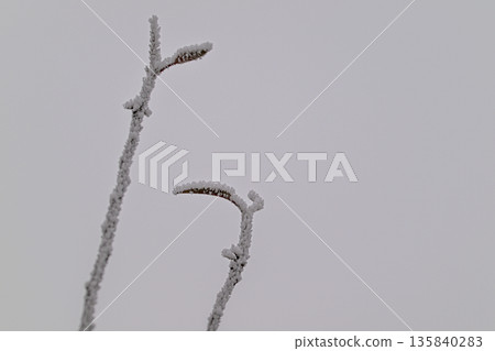 Two branches covered in frost, one of which is bent Two branches covered in frost, one of which is bent 135840283