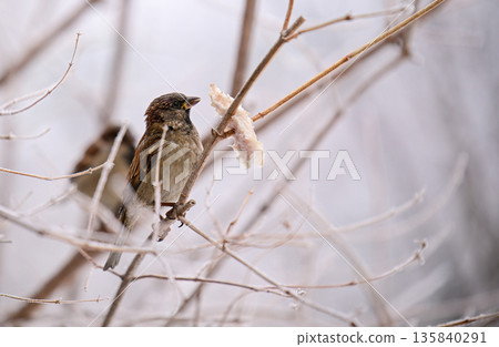 A bird is eating a piece of food from a branch 135840291