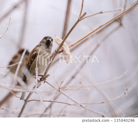 A bird is eating a piece of bread from a tree branch 135840296
