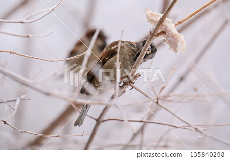 A bird is eating a piece of bread from a tree branch 135840298