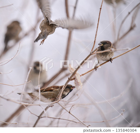 A group of birds are perched on a tree branch in the snow A group of birds are perched on a tree branch in the snow 135840304