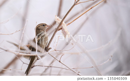 A bird is perched on a branch with a piece of bread in its beak A bird is perched on a branch with a piece of bread in its beak 135840309