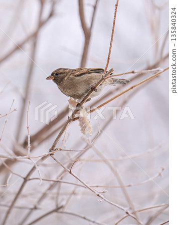 A bird is perched on a branch in the snow A bird is perched on a branch in the snow 135840324
