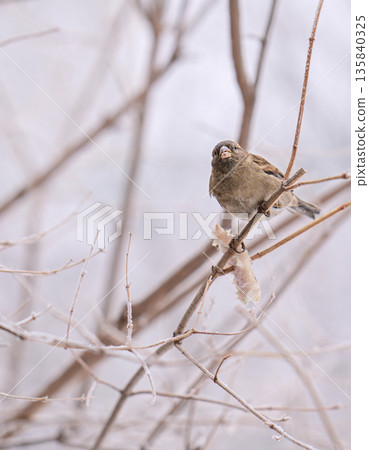 A sparrow bird is perched on a branch in the snow A sparrow bird is perched on a branch in the snow 135840325