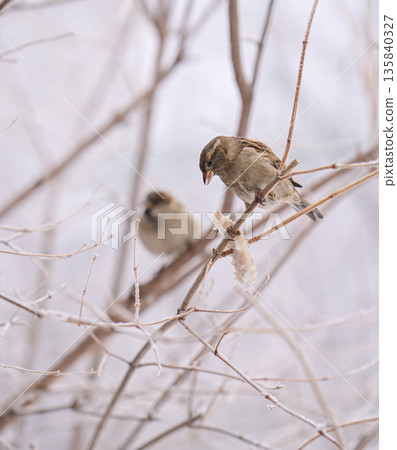 A sparrow bird is perched on a branch in the snow A sparrow bird is perched on a branch in the snow 135840327