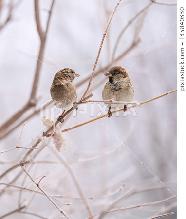 Two sparrow birds are perched on a branch in the snow Two sparrow birds are perched on a branch in the snow 135840330