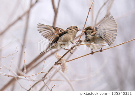 Two sparrow birds are perched on a branch, one of which is feeding the other Two sparrow birds are perched on a branch, one of which is feeding the other 135840331