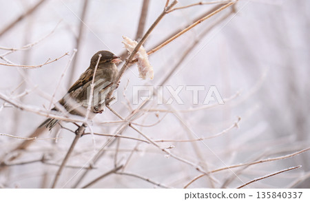 A sparrow bird is perched on a branch in the snow A sparrow bird is perched on a branch in the snow 135840337