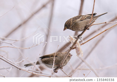 Two sparrow birds are perched on a branch, one eating a piece of food Two sparrow birds are perched on a branch, one eating a piece of food 135840338