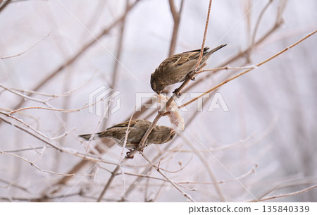 Two sparrow birds are eating from a branch Two sparrow birds are eating from a branch 135840339