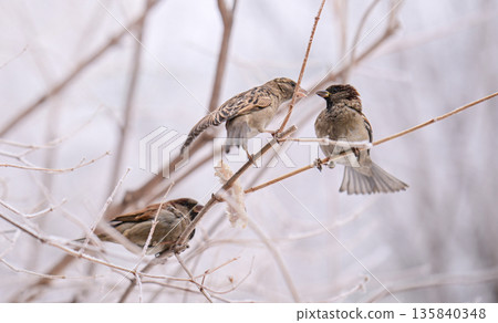 Three sparrow birds are perched on a branch, one of which is eating a piece of bread Three sparrow birds are perched on a branch, one of which is eating a piece of bread 135840348