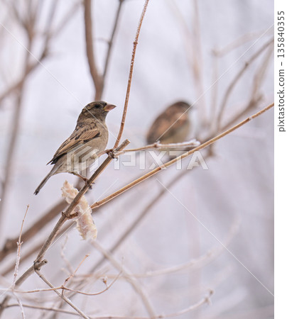 A sparrow bird is perched on a branch in the snow 135840355