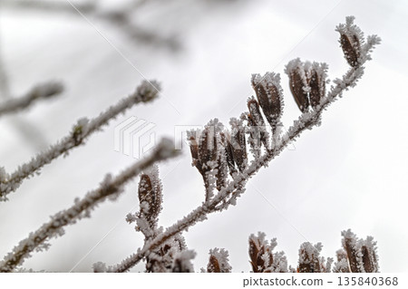 A branch covered in snow and frost A branch covered in snow and frost 135840368