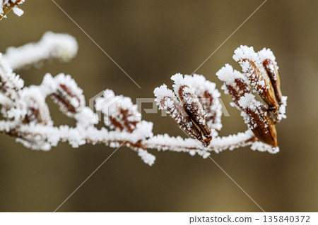 A branch covered in snow and frost A branch covered in snow and frost 135840372