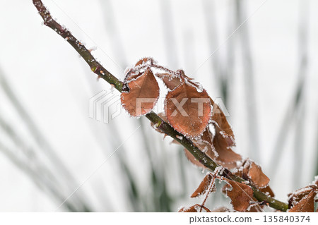 A rose branch covered in frost and snow with a few leaves still attached A rose branch covered in frost and snow with a few leaves still attached 135840374