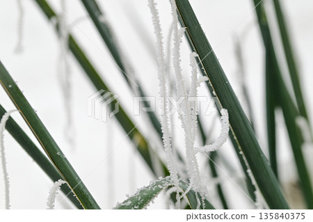 A close up of a plant covered in frost 135840375