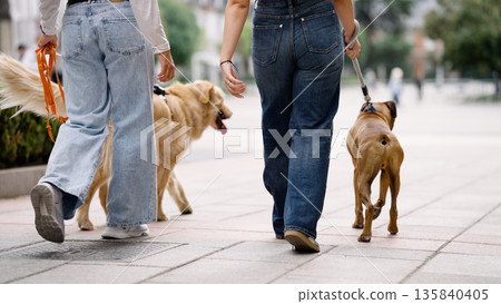Owners walking dogs on leashes in urban park 135840405