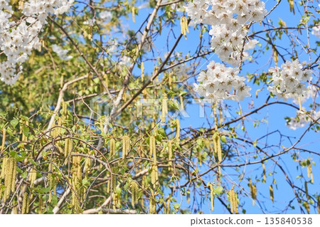 Cherry blossoms and birch flowers blooming in a park in Hokkaido Cherry blossoms and birch flowers blooming in a park in Hokkaido 135840538