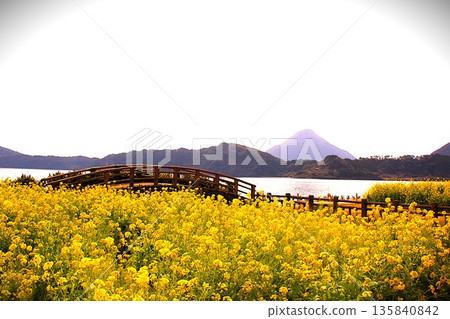 Rape flower field and red bridge Rape flower field and red bridge 135840842