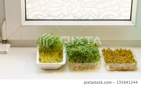 Cress in a makeshift pot standing on windowsil 135841244