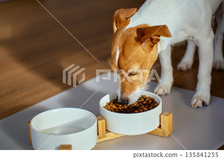 Jack Russell terrier dog eating dry food from bowl Jack Russell terrier dog eating dry food from bowl 135841255