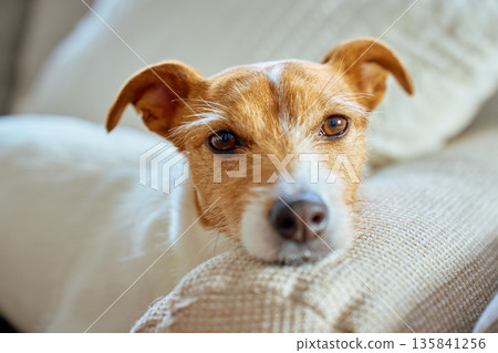 Jack Russell terrier dog resting on sofa at home Jack Russell terrier dog resting on sofa at home 135841256