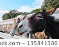 Wild Cypriot donkeys being fed carrots by tourists on the Karpas Peninsula in Cyprus, 135841386