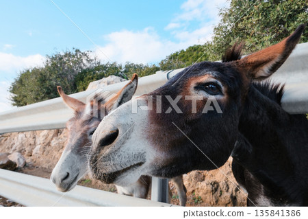 Wild Cypriot donkeys being fed carrots by tourists on the Karpas Peninsula in Cyprus, Wild Cypriot donkeys being fed carrots by tourists on the Karpas Peninsula in Cyprus, 135841386