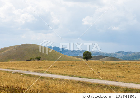 Durmitor National Park view, Montenegro. A lone tree stands in a golden field Durmitor National Park view, Montenegro. A lone tree stands in a golden field 135841803