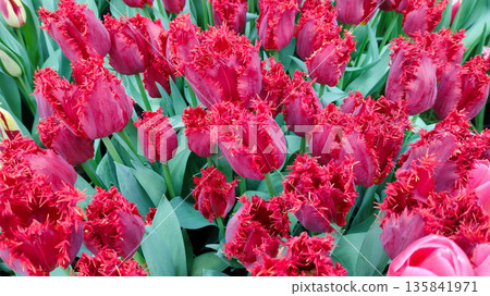 The flowers grow in the garden. 135841971