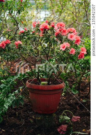 Blooming pink azalea bush in a terracotta pot within a greenhouse or garden setting, vibrant floral display. Blooming pink azalea bush in a terracotta pot within a greenhouse or garden setting, vibrant floral display. 135842107