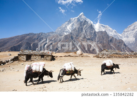 Everest base camp trekking path in Dingboche area, Nepal. Yak animals 135842282