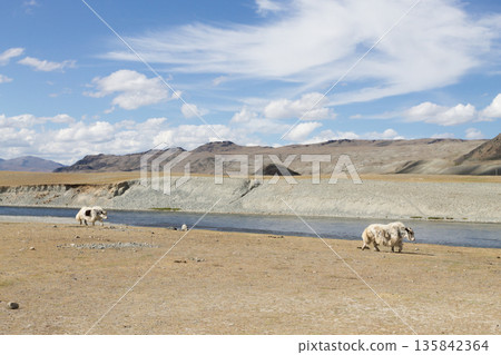Domestic yak in Altai Tavan Bogd National Park, Mongolia Domestic yak in Altai Tavan Bogd National Park, Mongolia 135842364