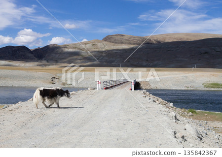 Domestic yak in Altai Tavan Bogd National Park, Mongolia Domestic yak in Altai Tavan Bogd National Park, Mongolia 135842367