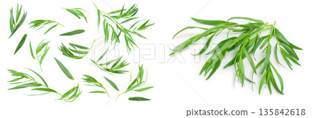 tarragon or estragon isolated on a white background. Artemisia dracunculus tarragon or estragon isolated on a white background. Artemisia dracunculus 135842618
