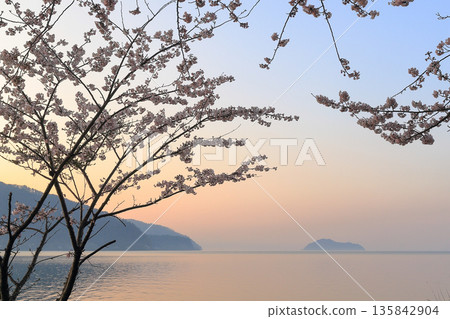 Cherry blossoms of Kaizu Osaki sparkling in the morning sun and Lake Biwa 135842904