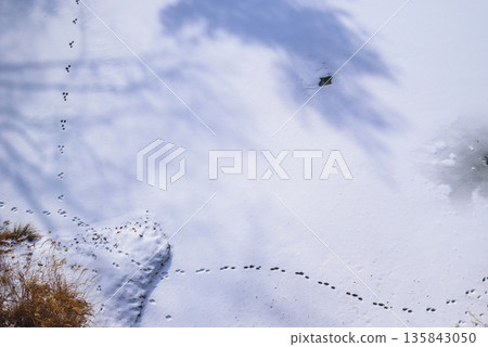 [東城水壩] 雪面及小動物足跡 [築北村，東七熊郡] 135843050