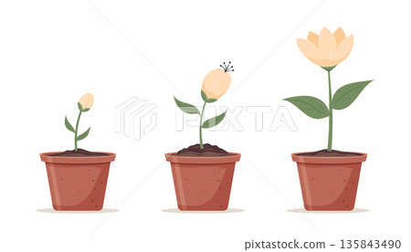 Growth stages of potted flower plant showing blooming process from bud to full bloom. Growth stages of potted flower plant showing blooming process from bud to full bloom. 135843490