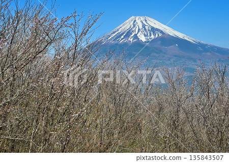Mount Echizen in the Ashitaka Mountains, with cherry blossoms blooming on Fujimidai and Mount Fuji 135843507