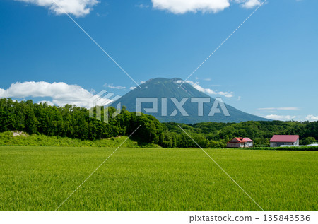 羊蹄山和鄉村景色在蔚藍的夏日天空下閃閃發光 135843536
