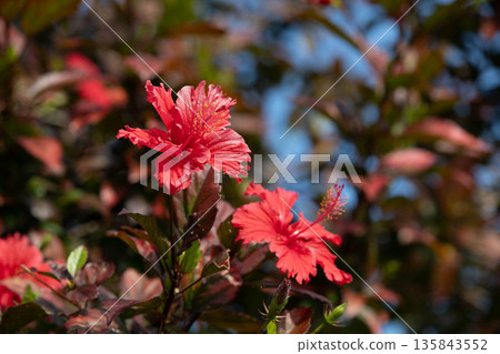 Winter hibiscus leaves are purple 135843552