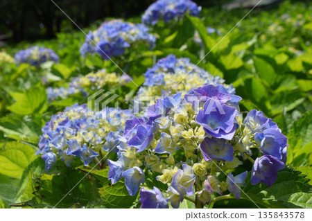 藍鑽（繡球花） 135843578