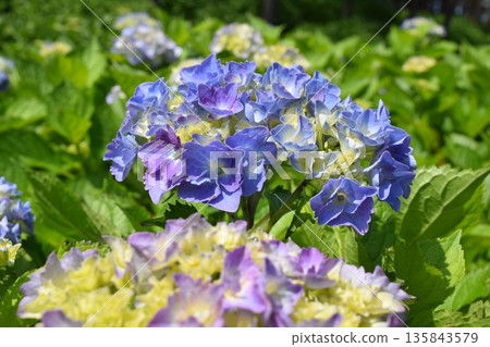 藍鑽（繡球花） 135843579