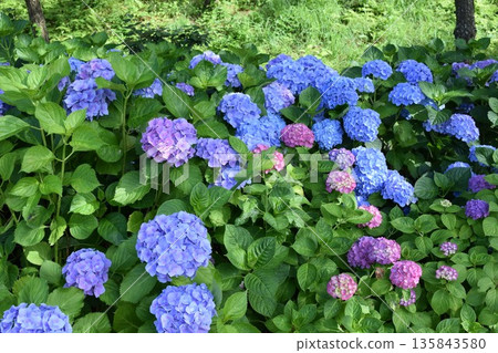 藍鑽（繡球花） 135843580