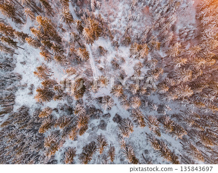 A drone view of a winter forest during the evening. The landscape is covered with snow and features many coniferous trees. A drone view of a winter forest during the evening. The landscape is covered with snow and features many coniferous trees. 135843697