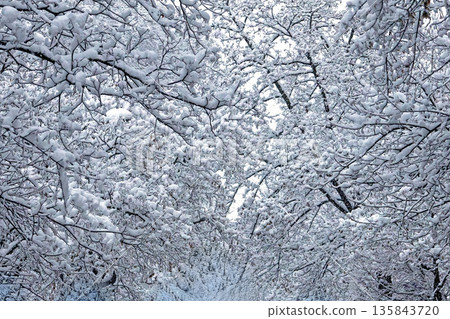 Snow on tree branches 135843720