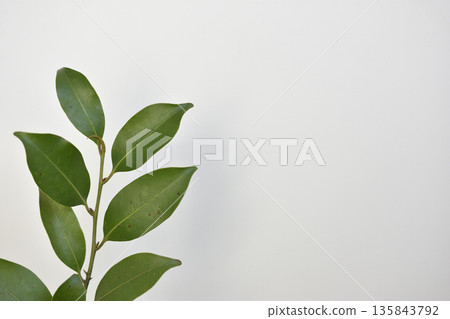榊樹 榊樹 135843792