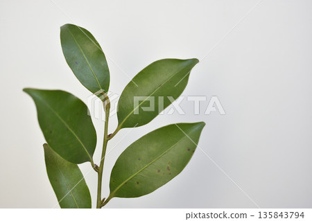 榊 135843794